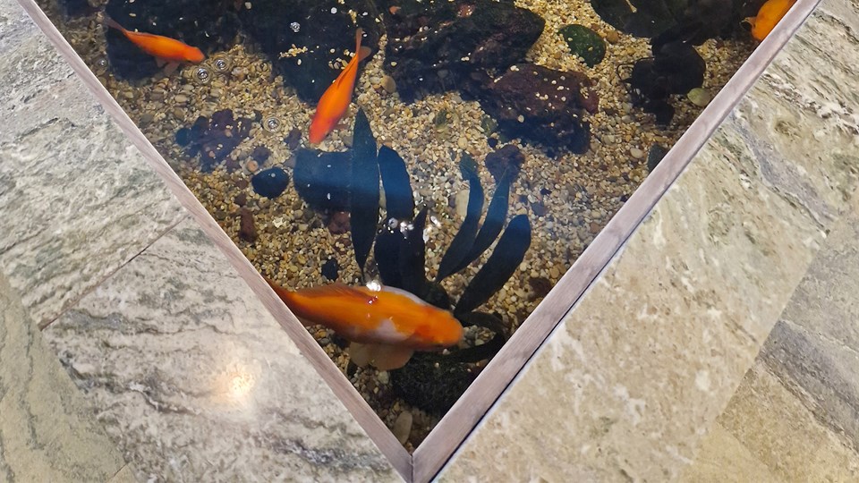 Kanten av ett stenbelagt akvarium med svart tång och orangea fiskar i.