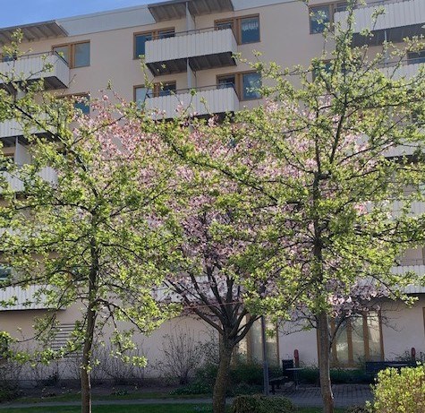 Blommande träd utanför servicehuset på våren