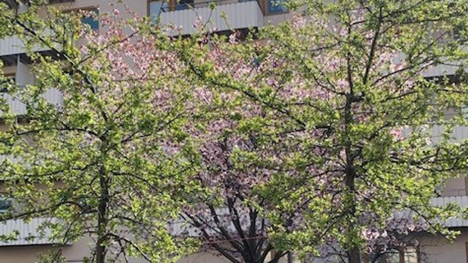 Blommande träd utanför servicehuset på våren