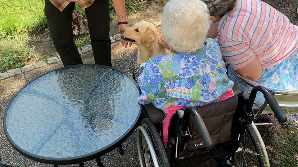 Senior klappar en hund utomhus en sommardag