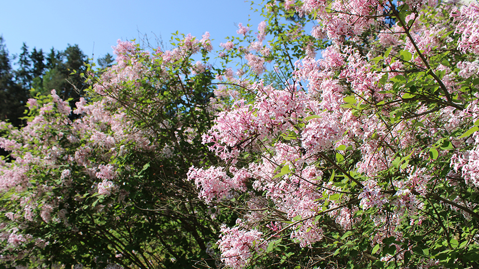 Blommande rosa blommor på buske.