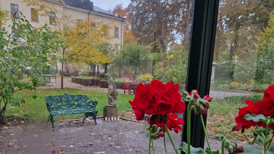 I fönstret står röda pelargoner. Från fönstret syns innergården och trädgården som kallas Sinnenas trädgård.