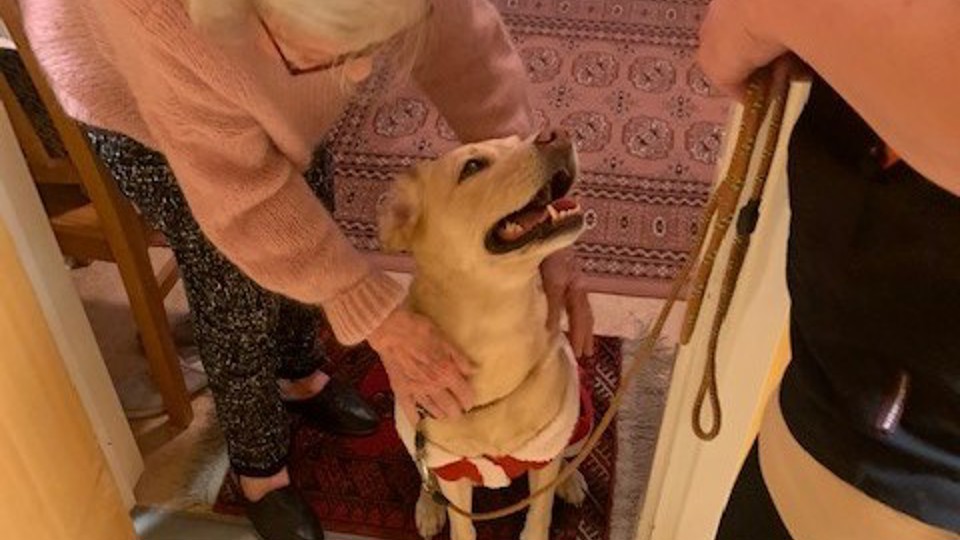 En senior klappar en hund.